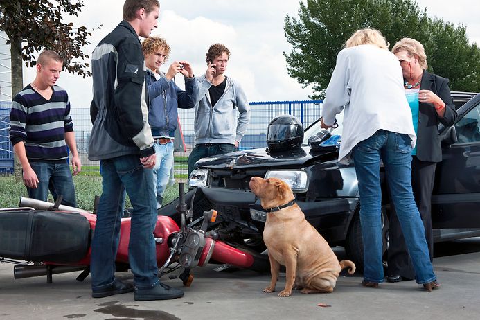 Unfallursache Hund (© gettyimages)