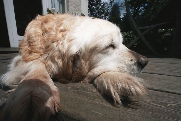 Vorsicht, liegender Hund! (© Fotolia)