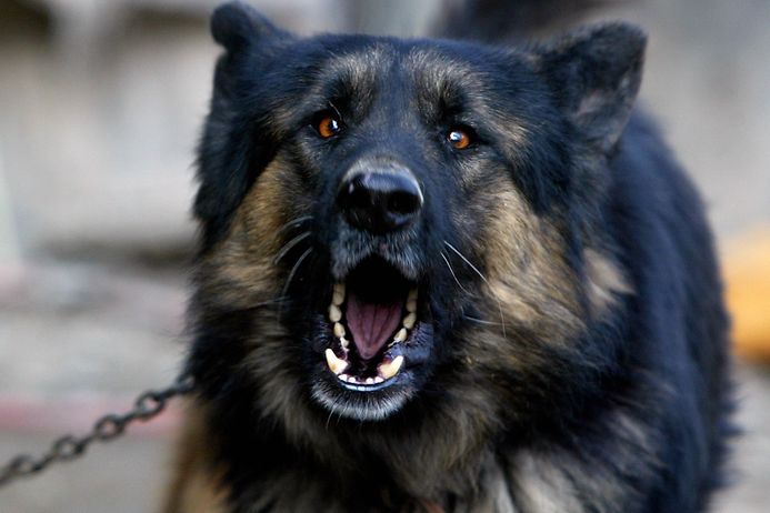 Hund bringt Passantin zu Fall (© gettyimages)