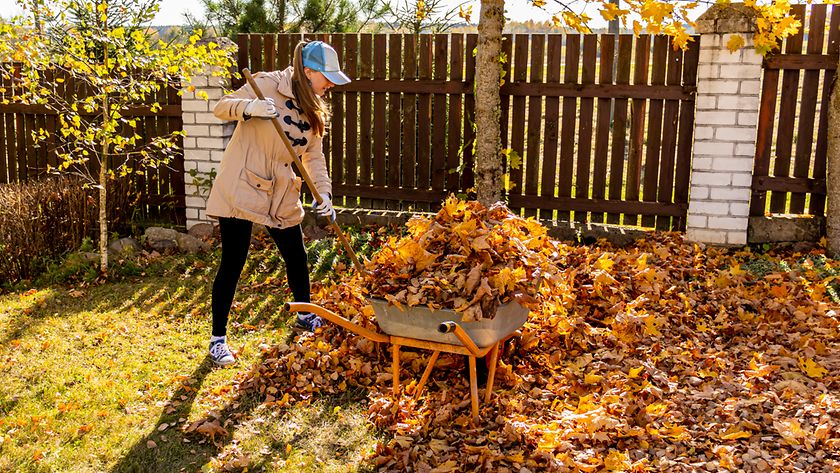 Wer haftet bei Unfällen durch Herbstlaub? (© Getty Images/ Yuliya Koneva)