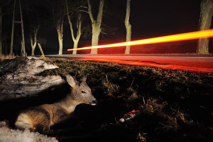 Wildunfälle in der Kaskoversicherung (© Gettyimages)